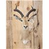 Image 2 : African Impala Shoulder Mount Taxidermy