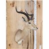 Image 3 : African Impala Shoulder Mount Taxidermy