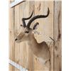 Image 4 : African Impala Shoulder Mount Taxidermy