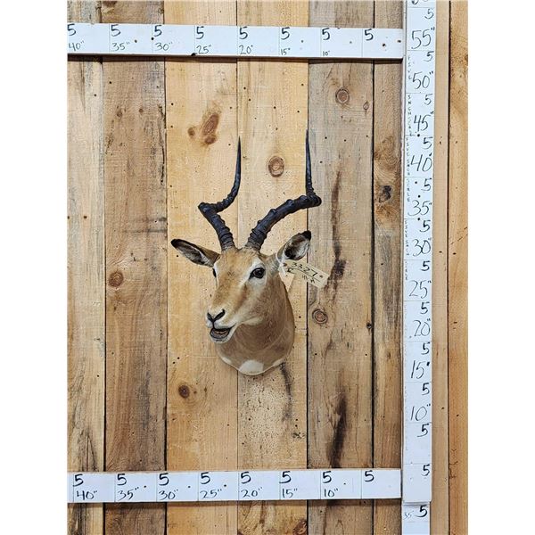 African Impala Shoulder Mount Taxidermy