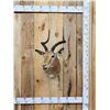 Image 1 : African Impala Shoulder Mount Taxidermy