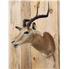 Image 2 : African Impala Shoulder Mount Taxidermy