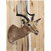 Image 3 : African Impala Shoulder Mount Taxidermy