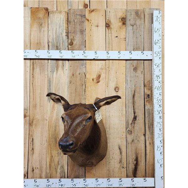 Cow Elk Shoulder Mount Taxidermy