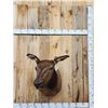 Image 1 : Cow Elk Shoulder Mount Taxidermy
