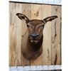 Image 2 : Cow Elk Shoulder Mount Taxidermy