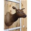 Image 3 : Cow Elk Shoulder Mount Taxidermy