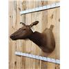 Image 4 : Cow Elk Shoulder Mount Taxidermy