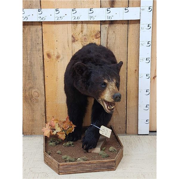 Black Bear Half Body Taxidermy Mount