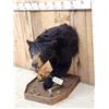 Image 2 : Black Bear Half Body Taxidermy Mount