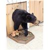 Image 3 : Black Bear Half Body Taxidermy Mount