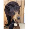 Image 4 : Black Bear Half Body Taxidermy Mount