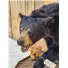 Image 5 : Black Bear Half Body Taxidermy Mount