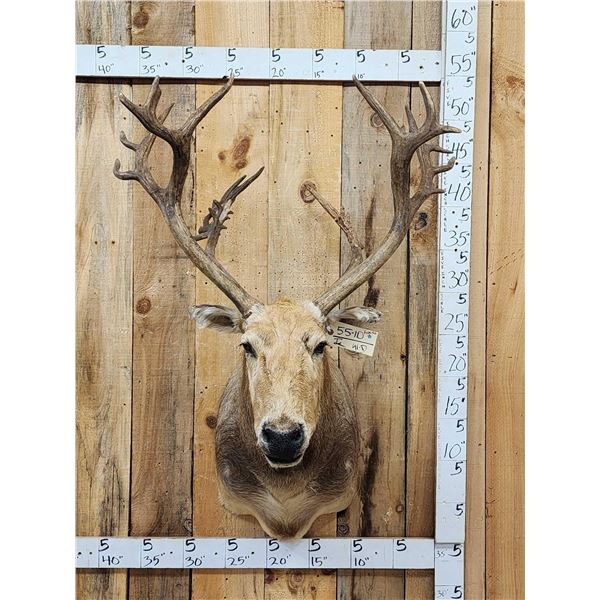 Rare Pere David's Deer Shoulder Mount Taxidermy