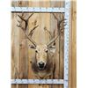 Image 1 : Rare Pere David's Deer Shoulder Mount Taxidermy