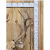 Image 2 : Rare Pere David's Deer Shoulder Mount Taxidermy