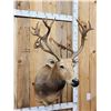 Image 3 : Rare Pere David's Deer Shoulder Mount Taxidermy