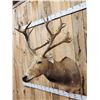 Image 4 : Rare Pere David's Deer Shoulder Mount Taxidermy