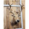 Image 6 : Rare Pere David's Deer Shoulder Mount Taxidermy