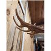 Image 7 : Rare Pere David's Deer Shoulder Mount Taxidermy