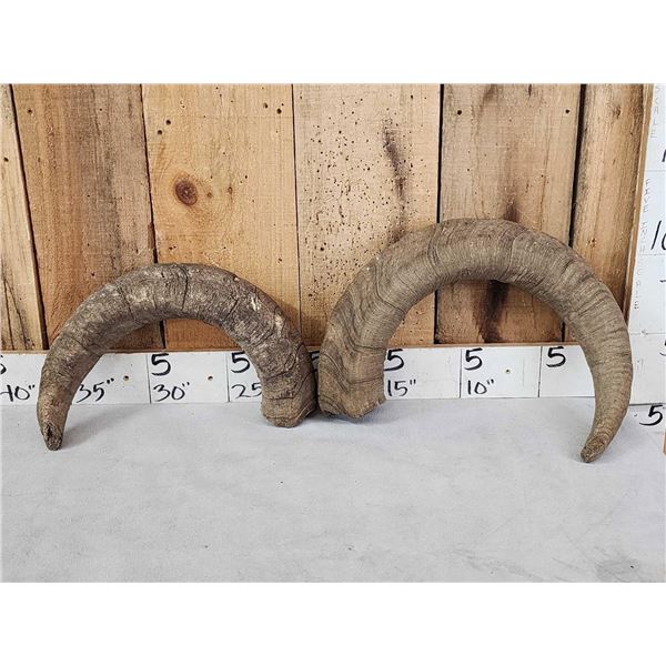 2 Caucasian Tur Horns Taxidermy