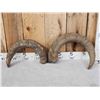 Image 1 : 2 Caucasian Tur Horns Taxidermy