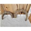 Image 2 : 2 Caucasian Tur Horns Taxidermy