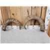 Image 3 : 2 Caucasian Tur Horns Taxidermy