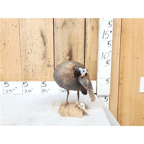 African Guinea Fowl Preening Its Feathers Bird Taxidermy