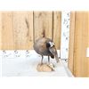 Image 1 : African Guinea Fowl Preening Its Feathers Bird Taxidermy