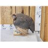 Image 2 : African Guinea Fowl Preening Its Feathers Bird Taxidermy