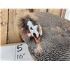 Image 3 : African Guinea Fowl Preening Its Feathers Bird Taxidermy