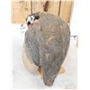 Image 4 : African Guinea Fowl Preening Its Feathers Bird Taxidermy