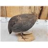 Image 5 : African Guinea Fowl Preening Its Feathers Bird Taxidermy