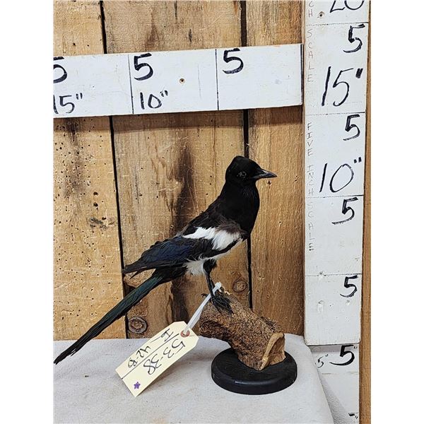 Eurasian Magpie Pica Pica Full Body Bird Taxidermy