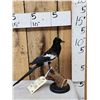 Image 1 : Eurasian Magpie Pica Pica Full Body Bird Taxidermy