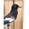 Image 2 : Eurasian Magpie Pica Pica Full Body Bird Taxidermy