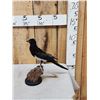 Image 3 : Eurasian Magpie Pica Pica Full Body Bird Taxidermy