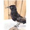 Image 4 : Eurasian Magpie Pica Pica Full Body Bird Taxidermy