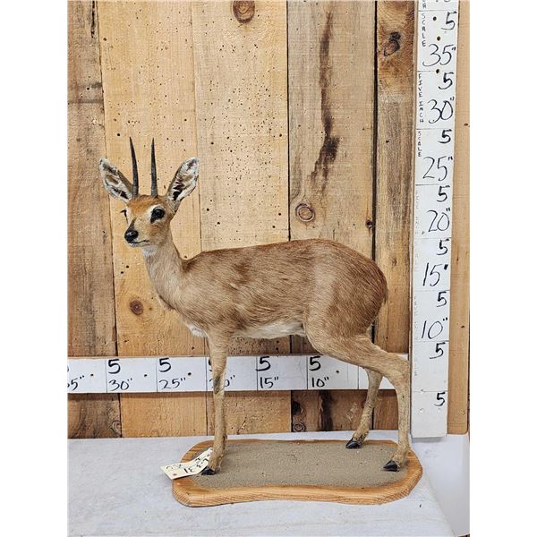 African Duiker Full Body Taxidermy Mount