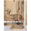 Image 1 : African Duiker Full Body Taxidermy Mount