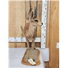 Image 2 : African Duiker Full Body Taxidermy Mount