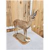 Image 3 : African Duiker Full Body Taxidermy Mount