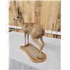 Image 4 : African Duiker Full Body Taxidermy Mount
