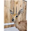 Image 5 : African Duiker Full Body Taxidermy Mount