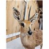 Image 6 : African Duiker Full Body Taxidermy Mount