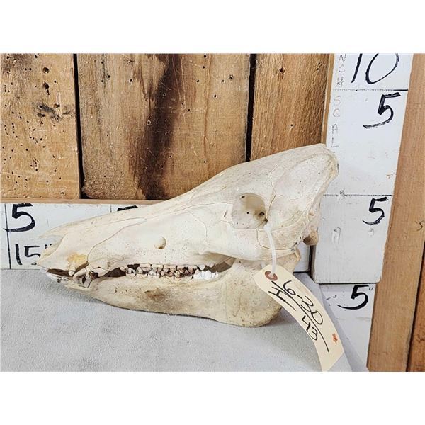 Wild Boar Hog Skull Taxidermy