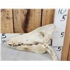 Image 1 : Wild Boar Hog Skull Taxidermy