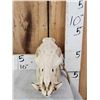 Image 2 : Wild Boar Hog Skull Taxidermy