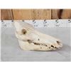 Image 3 : Wild Boar Hog Skull Taxidermy
